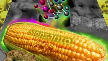 Probado de nuevo: Monsanto causa Cancer.
