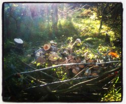 coppicing