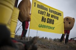 Greenpeace blockade GMO storage facility in northern Sweden
Aktivister blockerar GMO-lager i Norrbotten