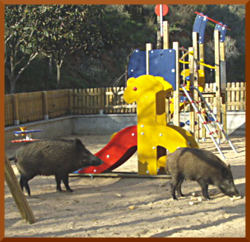 wilkd pigs playing before police attack