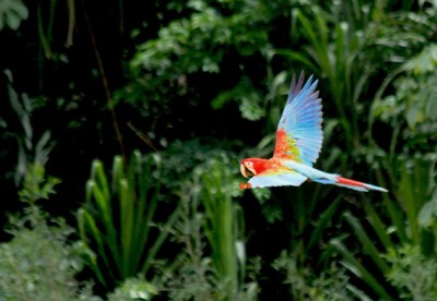 0219.macaw.GowriVaranashi.568