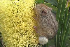 male honeys are smaller and compete by having bigger and hairier balls