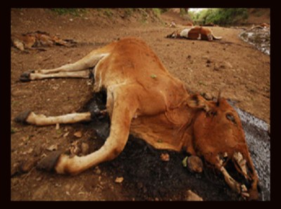 millions of species face extinction when the climate beaks down