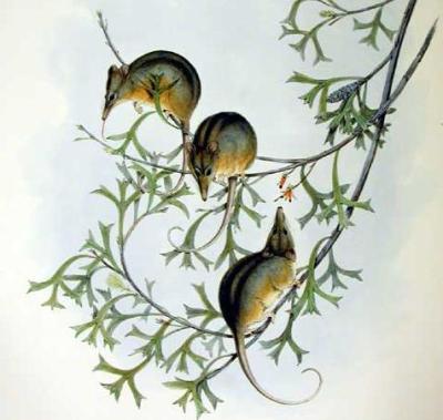 Tarsipes_rostratus_-_Gould
