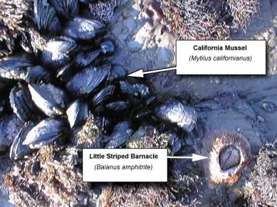 CalifShellfish