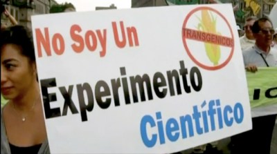 gm-corn-mexico-protest