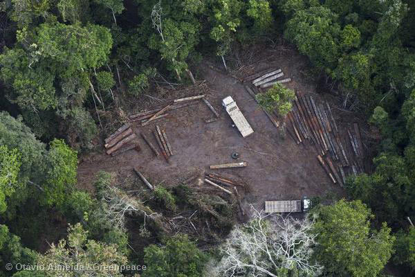 Illegal Logging in Para State, Brazil as revealed by Greenpeace activists. 