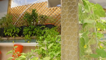 Backyard Ecosystem Made out of a Swimming Pool.