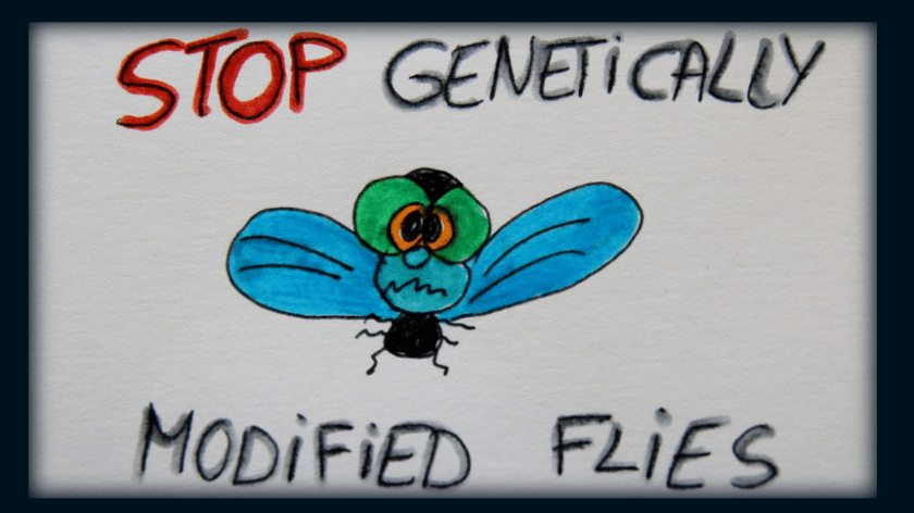 stop gmo flies