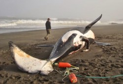 california_whale02