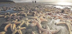 massive-starfish-die-off