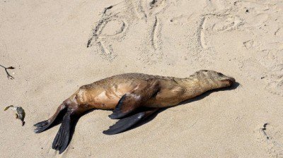 sealionswashedup-400x224