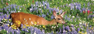 p33-deer-in-meadow-815x300