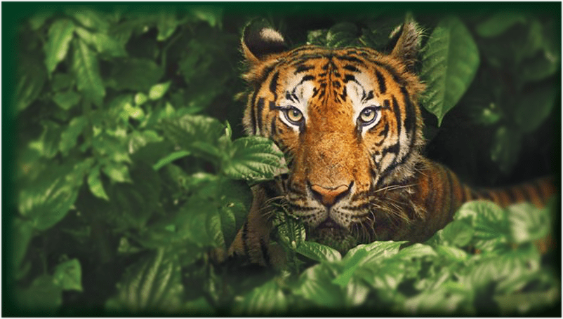 The Sundarbans are home to the the largest reserves for the Bengal Tiger 