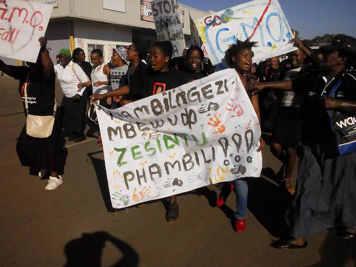 Narch agagaist Monstanto protesters in Mtubatuba, South Africa today.
