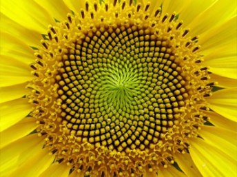 WOW-Amazing-FI-Plant-Forms