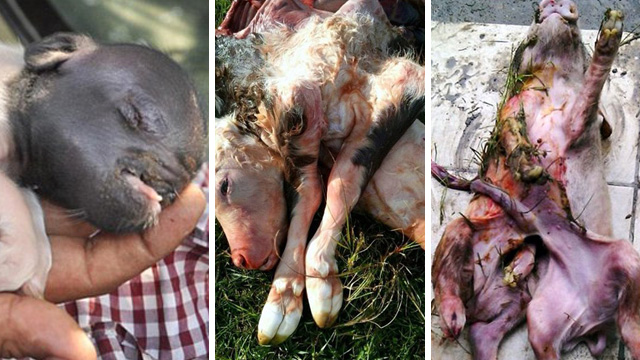 Glyphosate weed killer unleashes grotesque chemical deformations in farm animals… two-headed calves, pigs born with no skin, twisted life forms seem spawned from Hell…