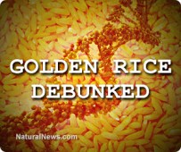 Golden-Rice-Debunked-DNA-Strand