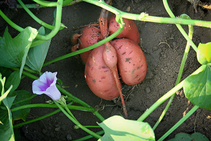 sweet-potatoes-vine-and-flower-NCSPC