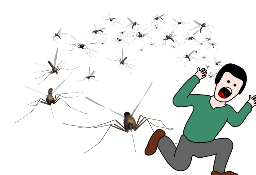 mosquito-swarm