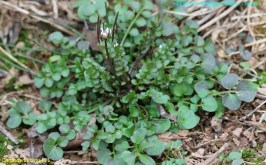 Image result for ,Cardimine hirsuta,nombre en español