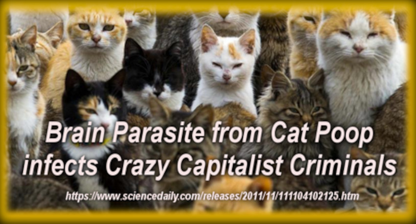 Brain Parasite Toxoplasma may be a cause of Trump&nbsp;Megalomania