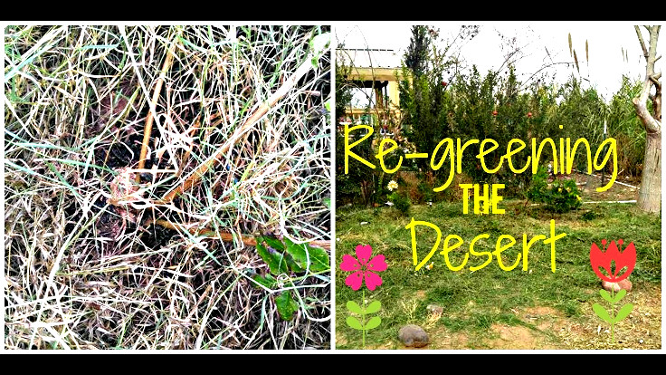 Permaculture Technology: Greening the&nbsp;Desert