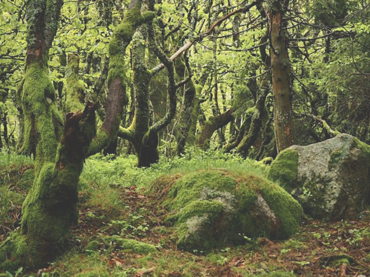 Gallery.. Save our Vanishing Forest&nbsp;Home