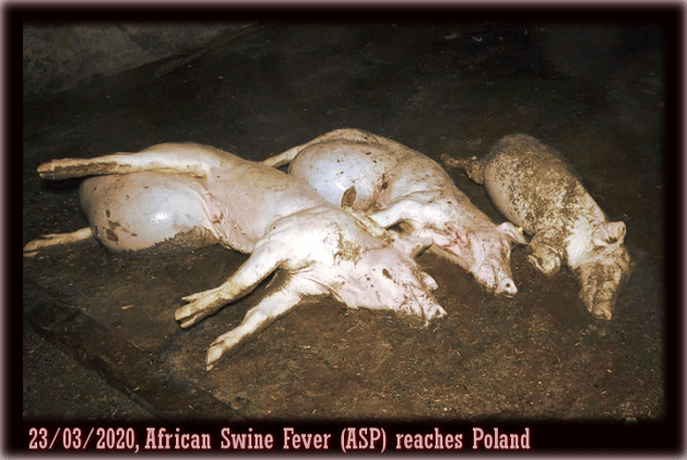 The animal industry only produces victims —African swine fever (ASP) in&nbsp;Poland.