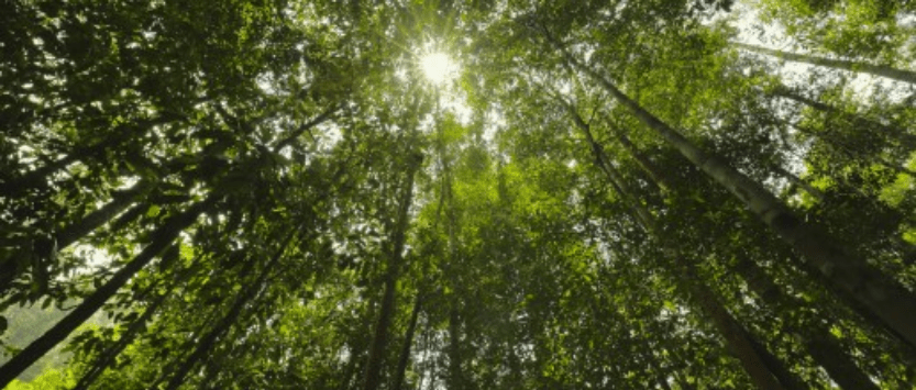 Plant a Tree or Protect a Plot? Forests usually Regrow much Better just Leaving Protected land&nbsp;Alone.