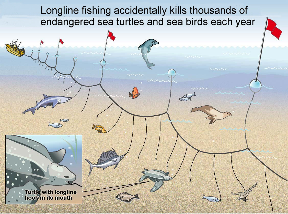 Commercial Overfishing: Bycatch