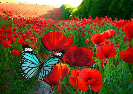 It is me, the wild&nbsp;poppy…