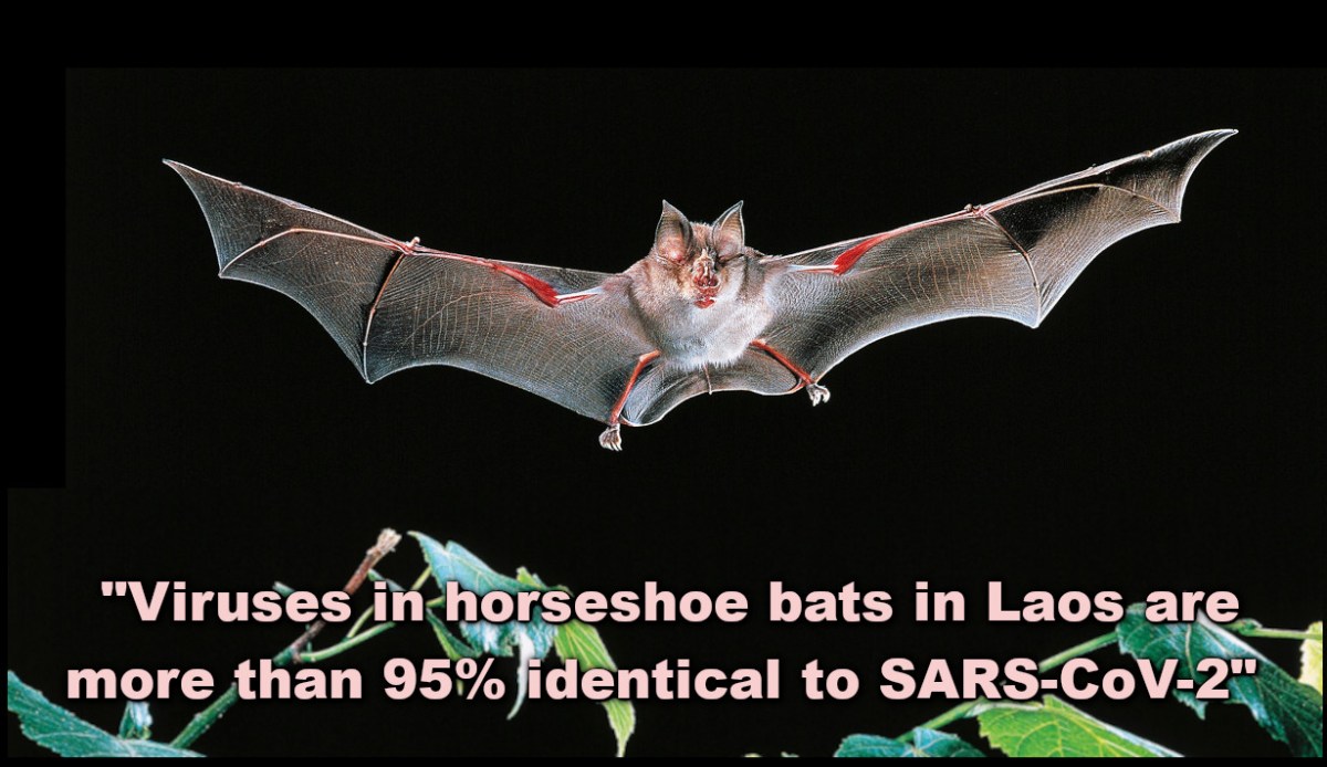 Bat virus is 95% Covid-19: Discovery makes natural origin of Pandemic more&nbsp;likely