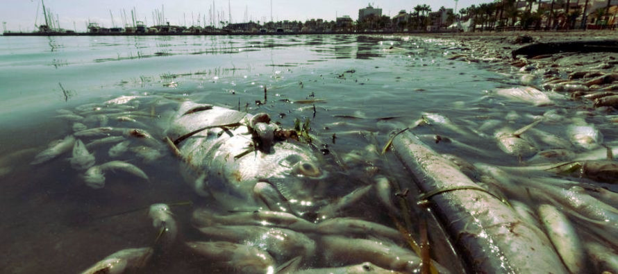 Demos today against Dead Zone of Mar Menor lagoon in&nbsp;Murcia