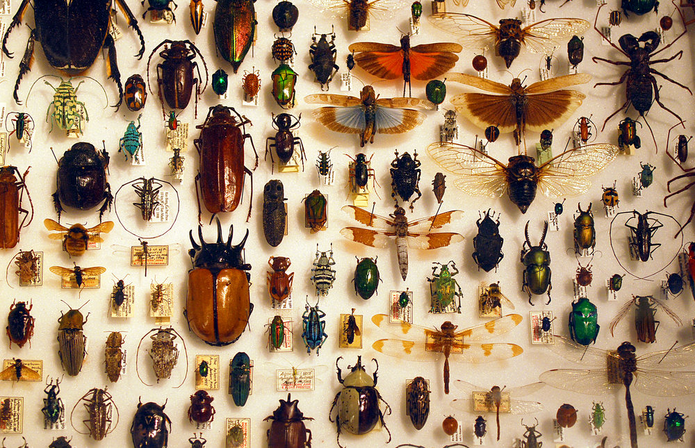 Insects are by far the most diverse animal group, with more than a million known species. Barta IV/Flickr (CC BY 2.0)