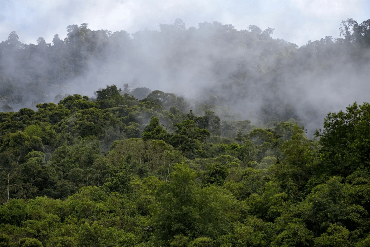 Guardianes indígenas: en la primera línea de la protección de la naturaleza. 
